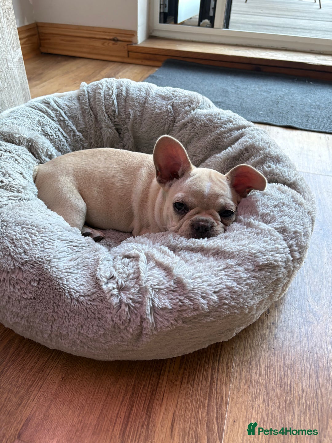 French Bulldog dogs for sale: French Bulldog Puppies, 1 boy & 1 girly - Image 4