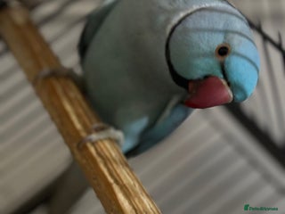 Parrots birds - Advert 32