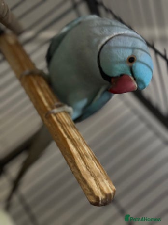 Parrots birds - Advert 2