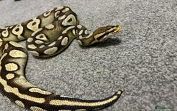 Python Snake reptiles for sale: Male royal python - Image 1
