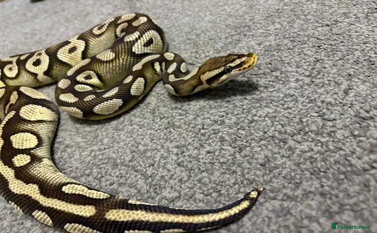 Python Snake reptiles - Advert 3