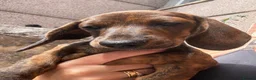 Miniature Dachshund dogs for sale: READY NOW red Brindle boy miniature dachshund  - Advert 2