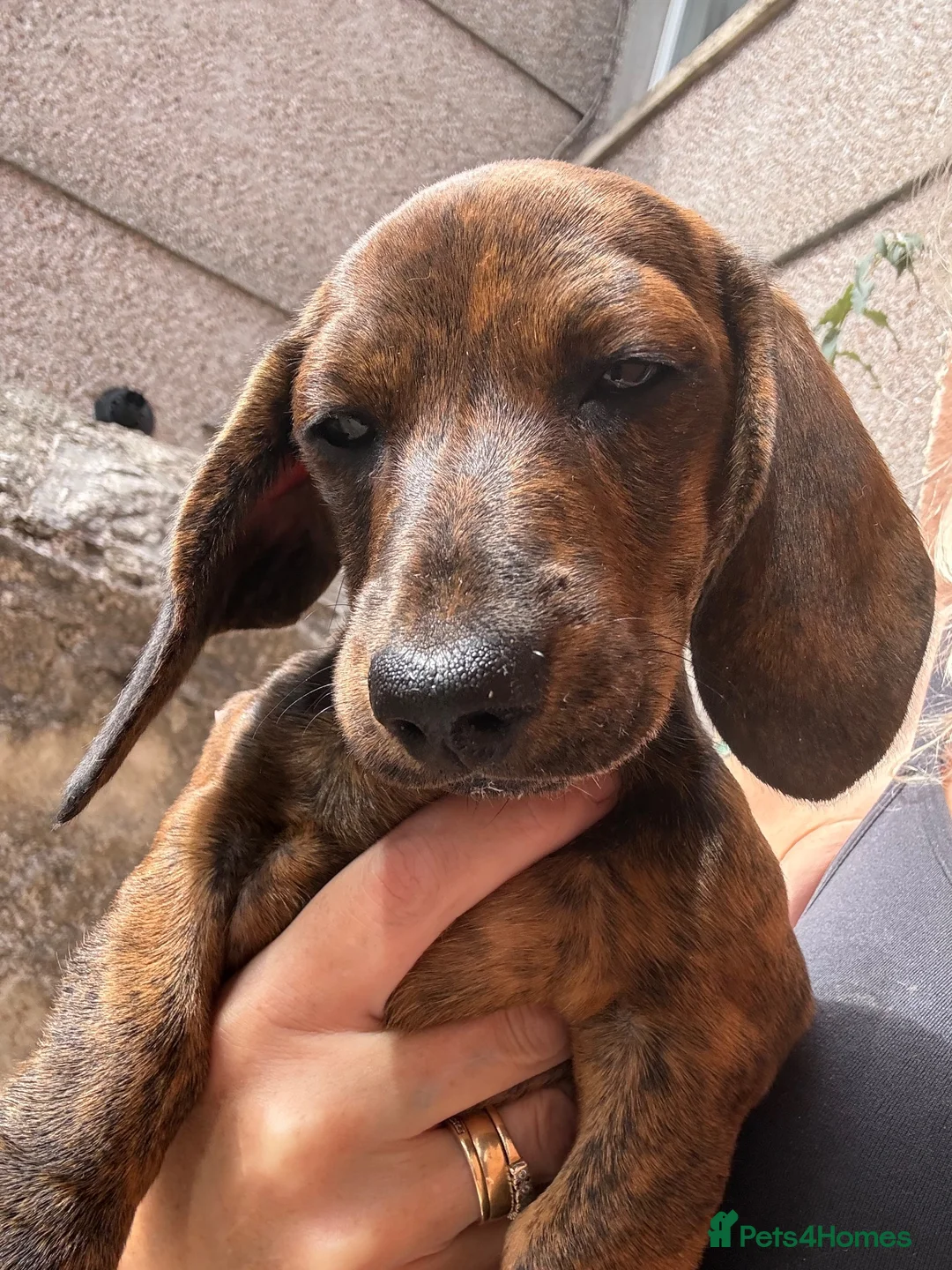 Miniature Dachshund dogs for sale: READY NOW red Brindle boy miniature dachshund  - Advert 2