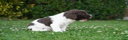 English Springer Spaniel dogs for sale: Beautiful Springer Spaniel Puppies For Sale  - Advert 12