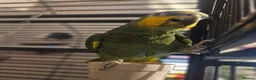 Parrots birds for sale: Africian orange winged parrot  - Advert 3