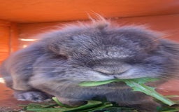 Mini Lop rabbits for sale: Rabbit PLEASE READ ALL DESCRIPTION  - Image 8