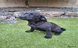 Labrador Retriever dogs for sale: ONLY 2 LEFT. Beautiful Healthy Labrador Puppies - Image 31