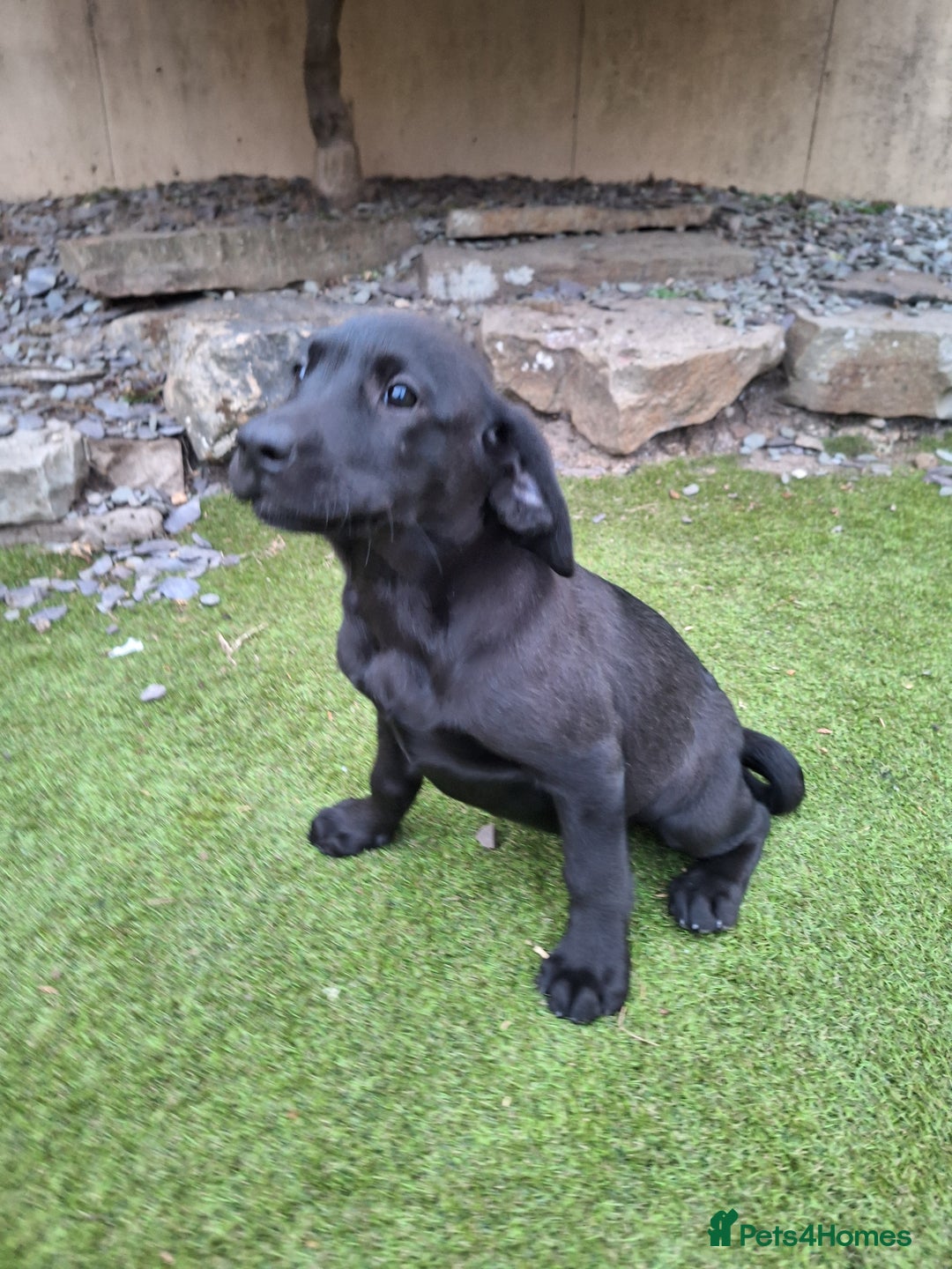 Labrador Retriever dogs for sale: ONLY 2 LEFT. Beautiful Healthy Labrador Puppies - Image 31