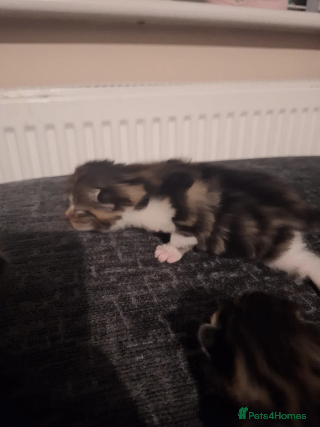 Bengal cats for sale: Gorgeous bengal mix babies - Advert 2