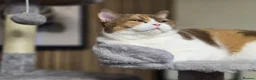 British Shorthair cats for sale: Cinnamon tortie Queen GCCF active - Advert 9