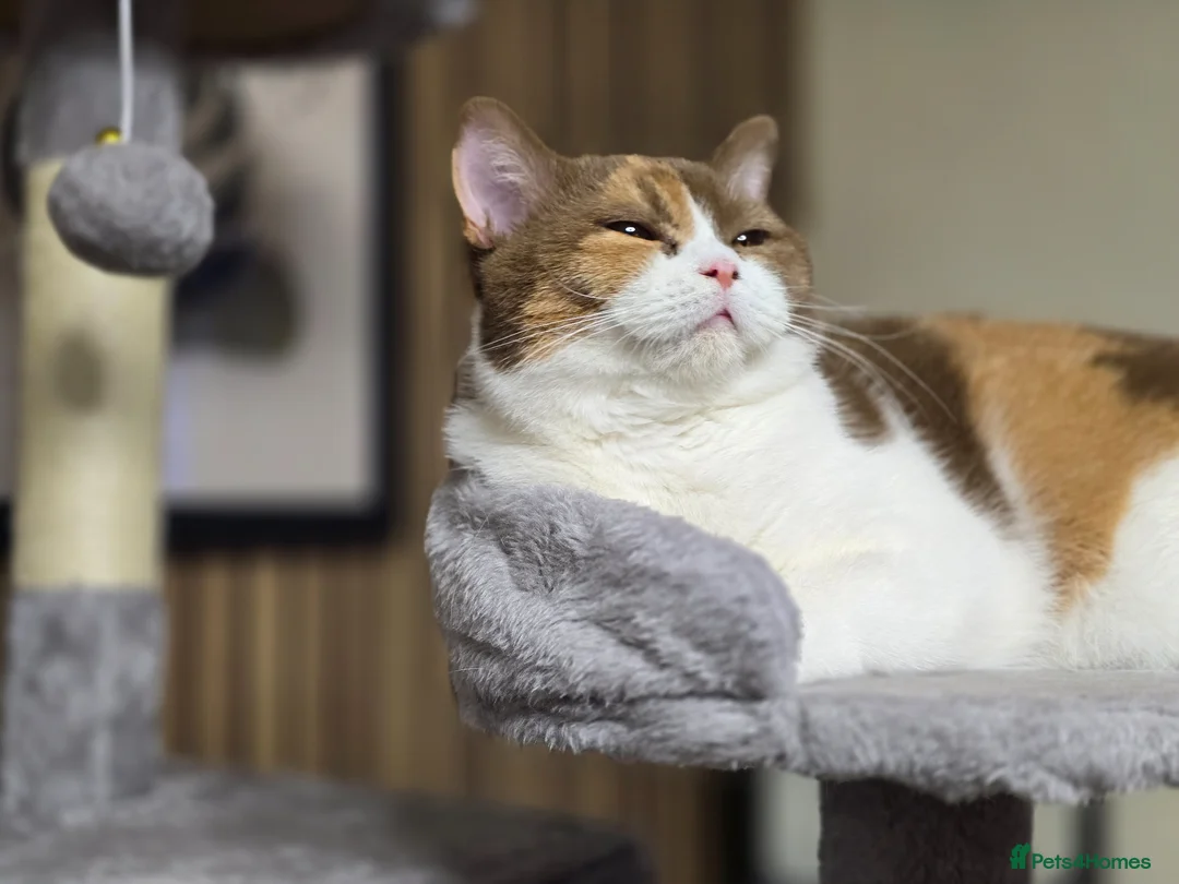 British Shorthair cats for sale: Cinnamon tortie Queen GCCF active - Advert 9