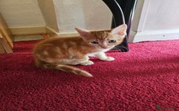 American Shorthair cats for sale: Kittens for sale  - Image 1