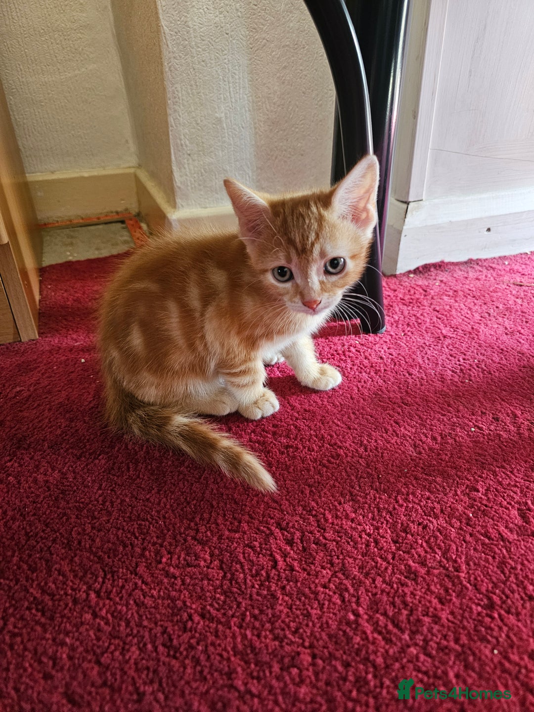 American Shorthair cats for sale: Kittens for sale  - Image 1