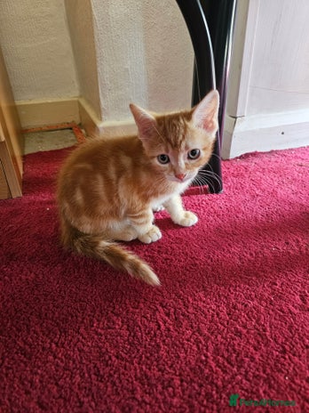 American Shorthair cats - Advert 1