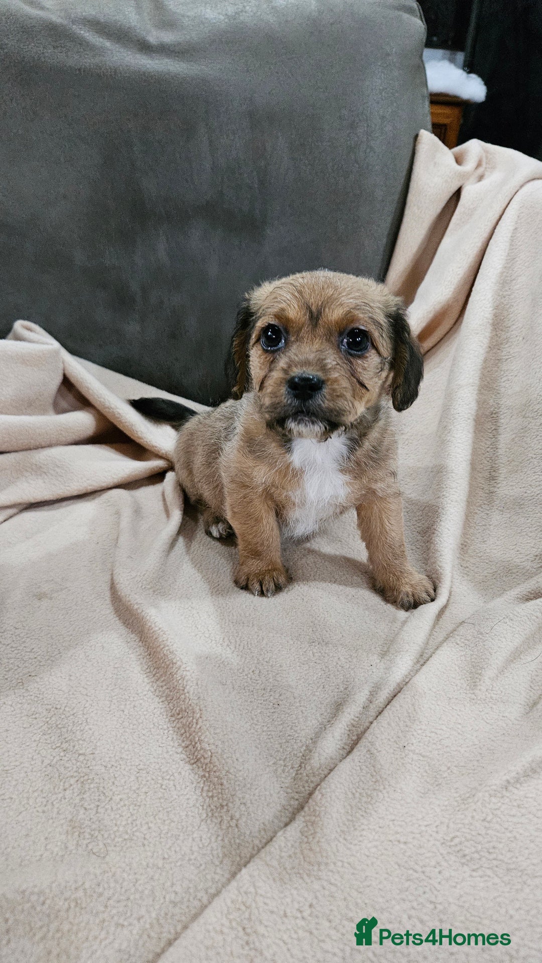 Mixed Breed dogs for sale: Shitzu cross jack Russell  - Advert 5