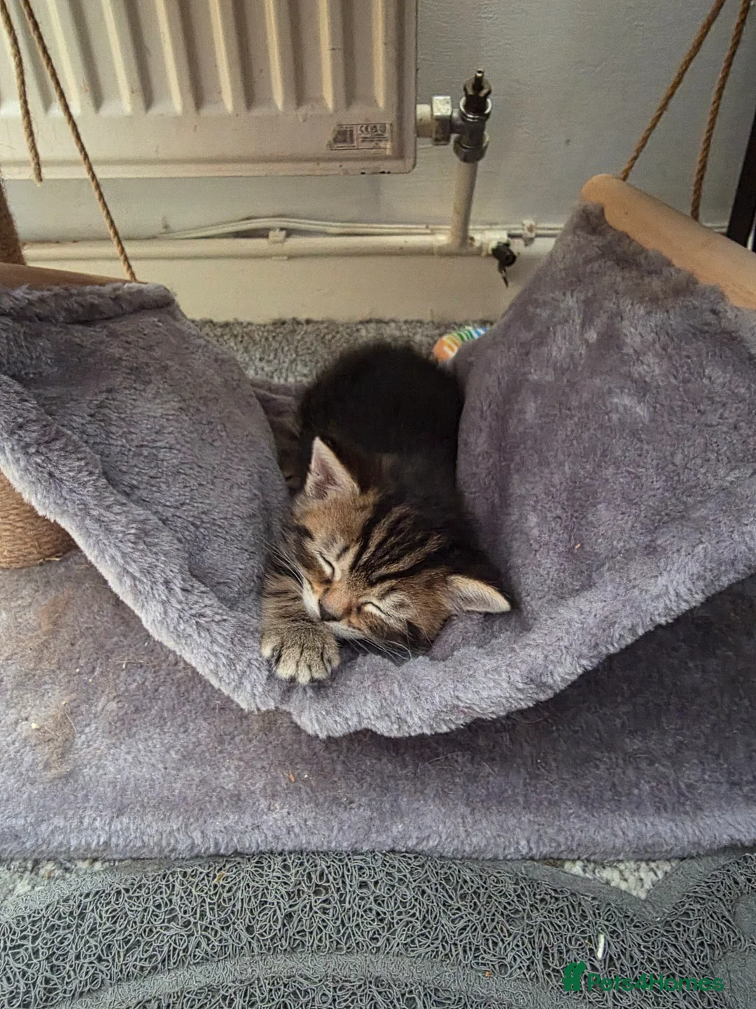 Mixed Breed cats for sale: 1 Tabby boy left in Gillingham - Advert 6