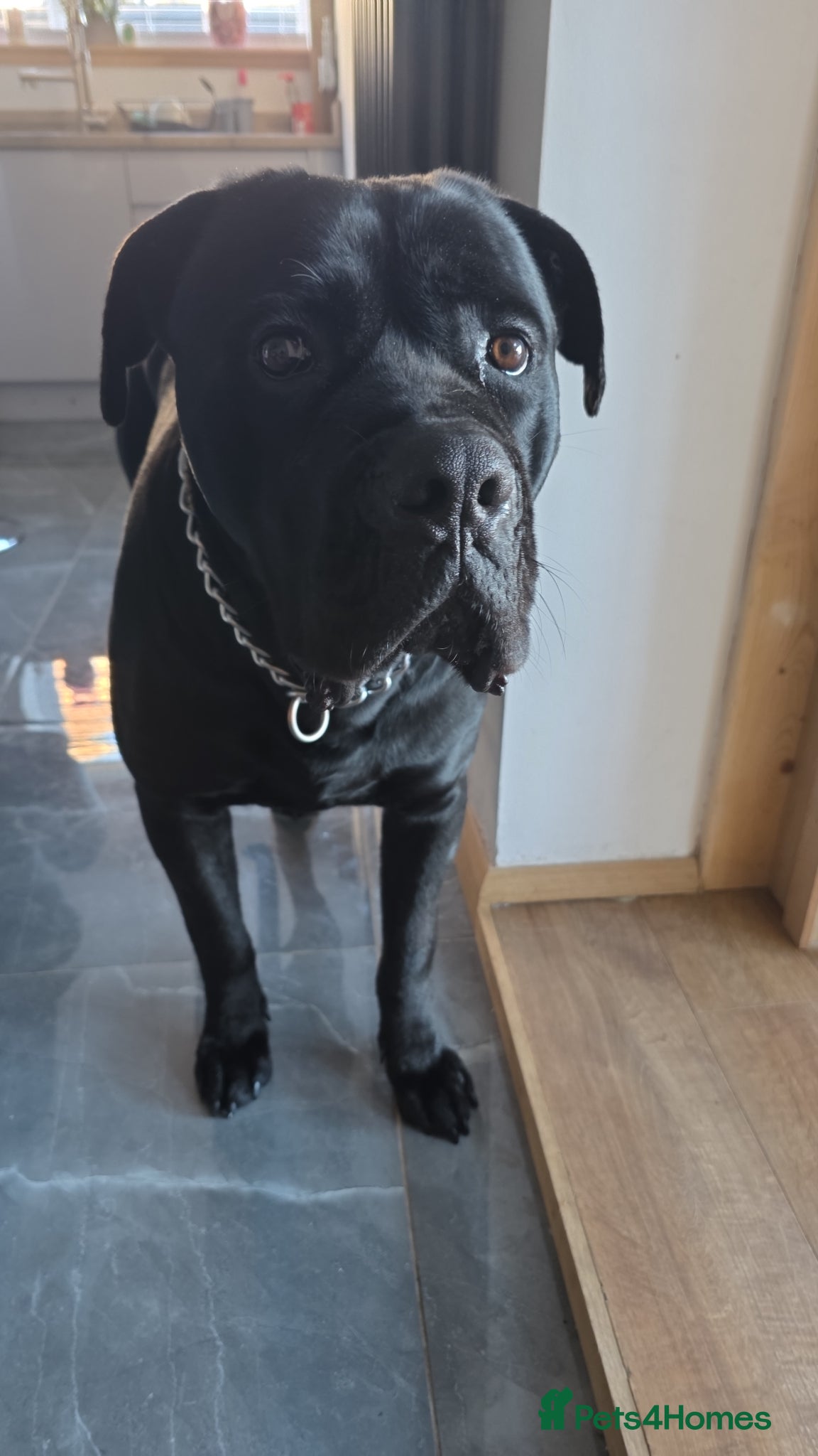 Cane Corso dogs Beautiful Cane Corso - Advert 4