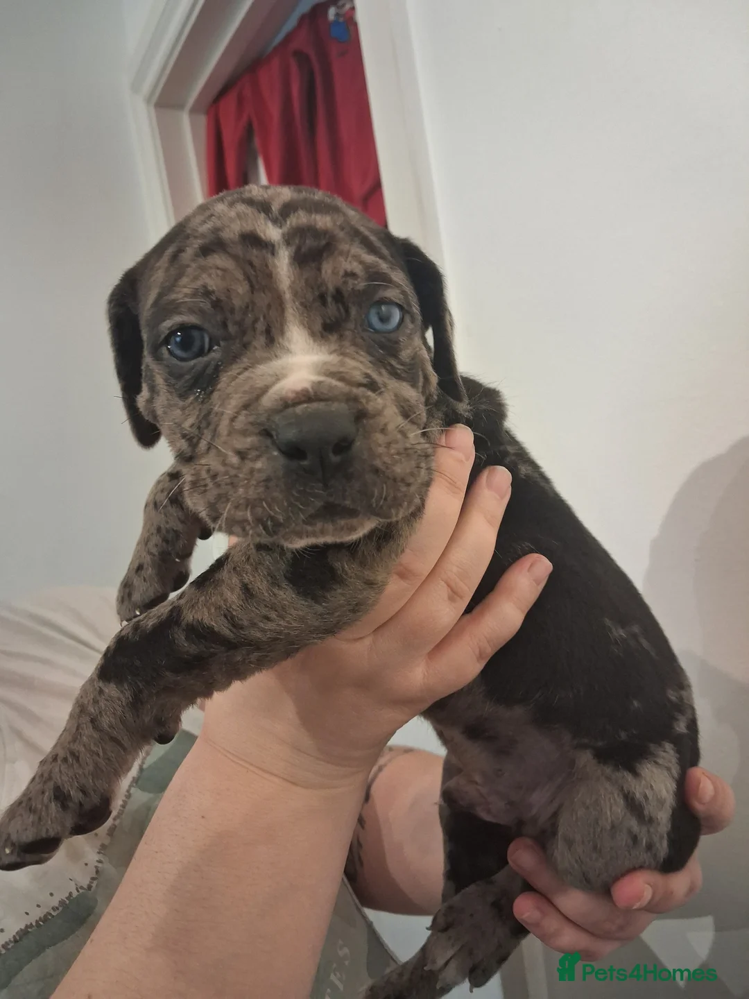 Mixed Breed dogs for sale: Alapaha Blue Blood Bulldog X Cane Corso Puppies  - Advert 6