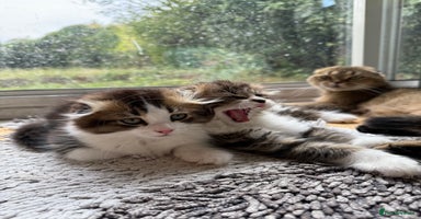 Scottish Fold cats - Advert 5