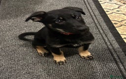 German Shepherd dogs for sale: German shepherd puppy  - Advert 1