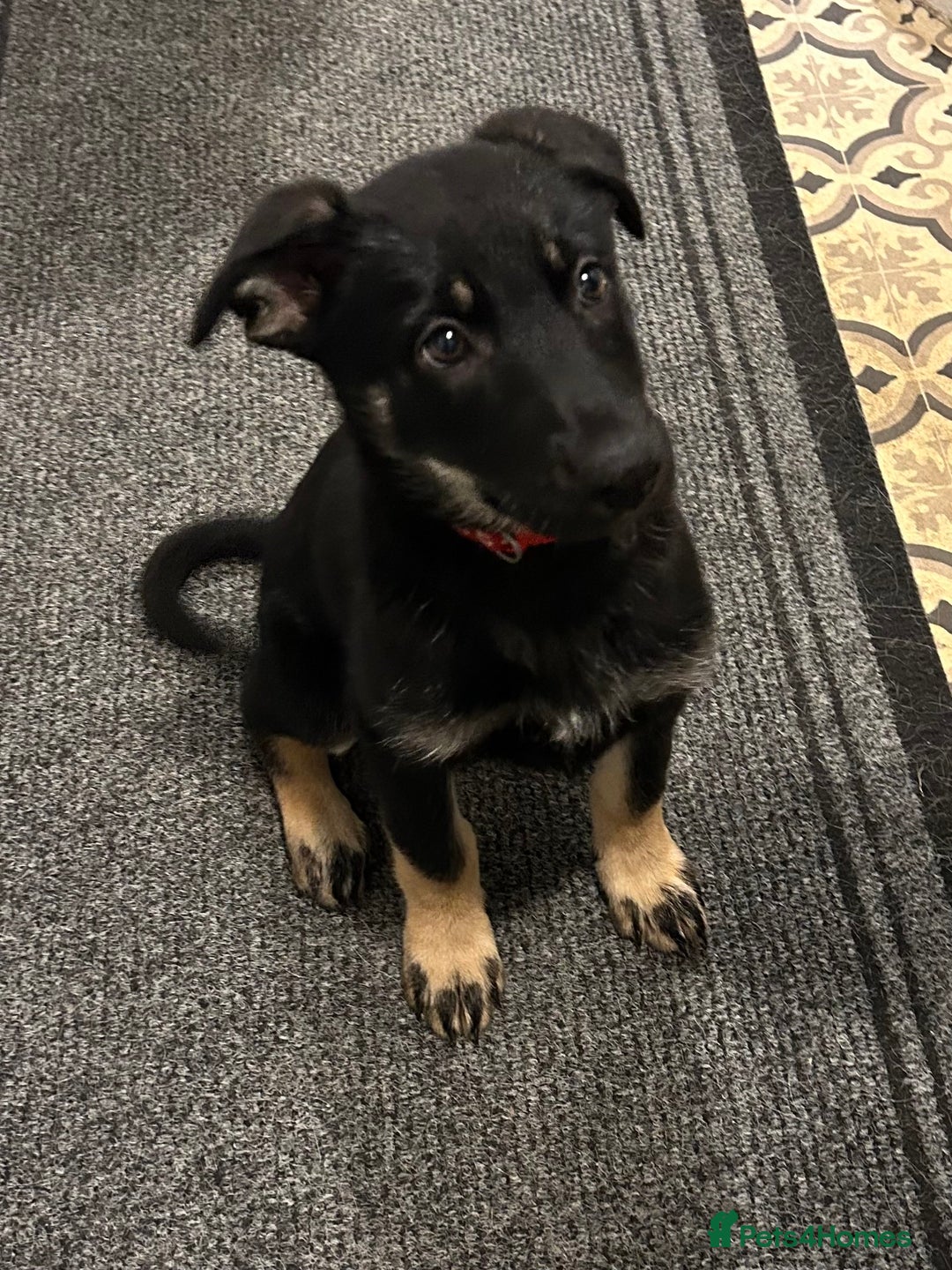 German Shepherd dogs for sale: German shepherd puppy  - Advert 1