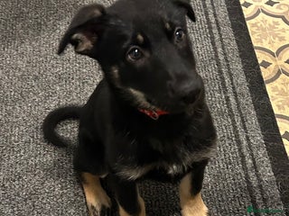 German Shepherd dogs German shepherd puppy - Advert 16