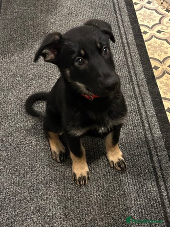 German Shepherd dogs German shepherd puppy - Advert 1