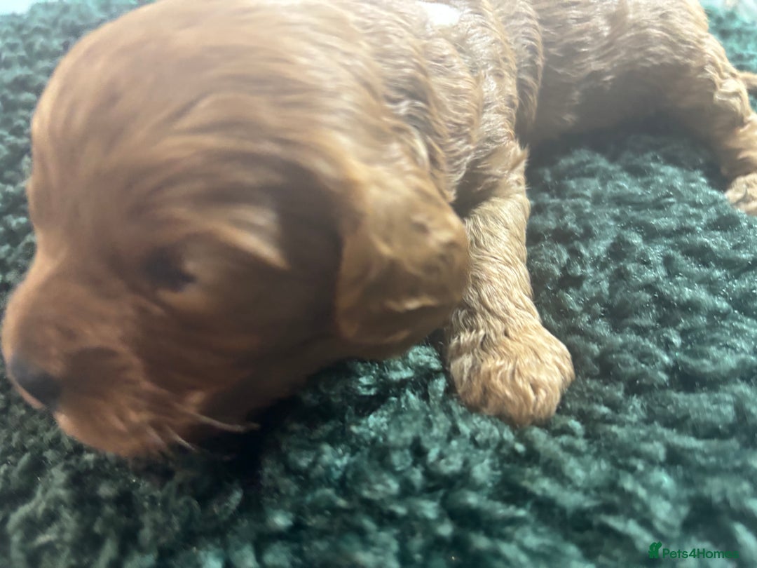 Cavapoo dogs for sale: Beautiful healthy Cavapoo’s d.o.b 22/08/25 - Image 20