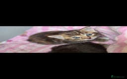 Mixed Breed cats for sale: Beautful kittens - Image 3