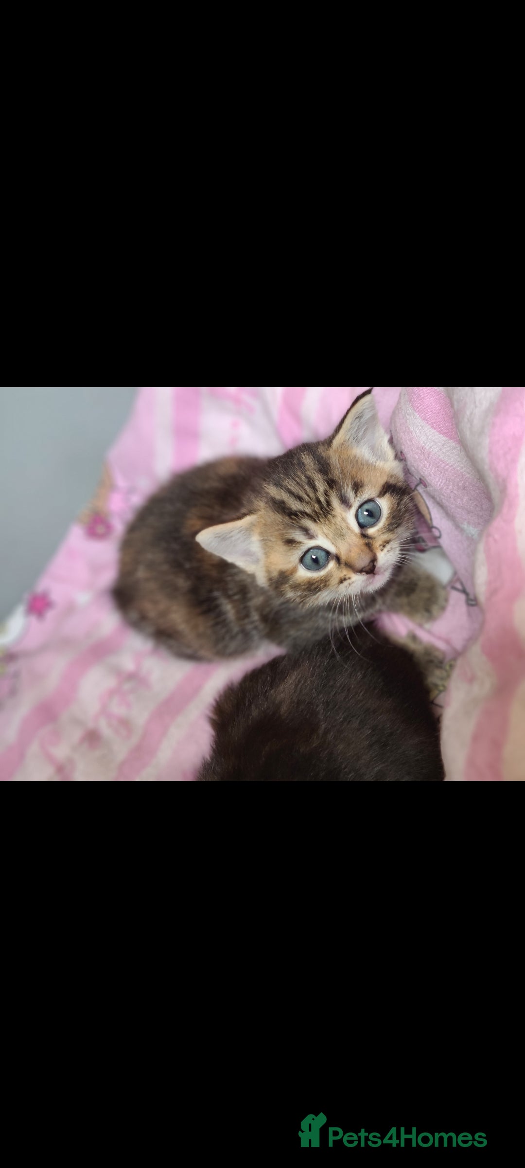 Mixed Breed cats for sale: Beautful kittens - Image 3