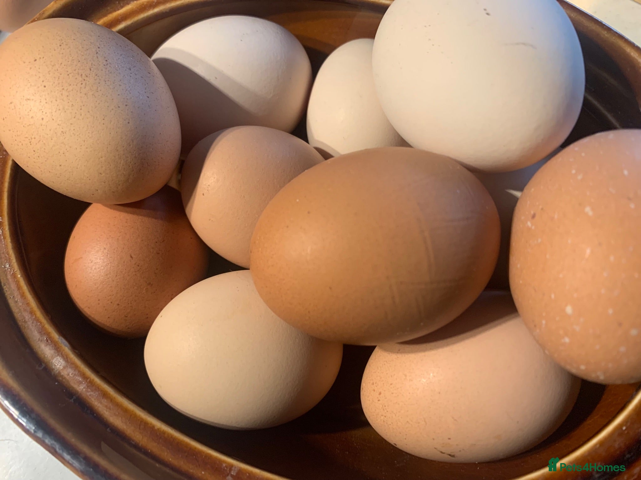 Chickens poultry Fertile Eggs - Advert 14
