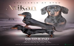 Miniature Dachshund dogs for stud: Black & Tan - Carrying Chocolate (3.8kg) in Dalry - Image 1