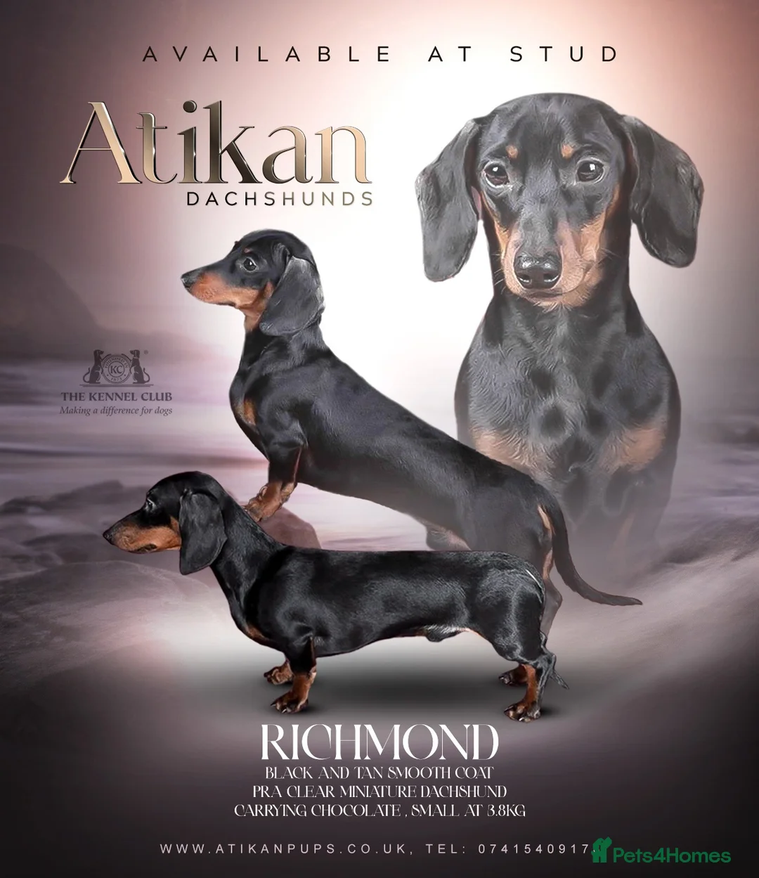 Miniature Dachshund dogs for stud: Black & Tan - Carrying Chocolate (3.8kg) in Dalry - Advert 2