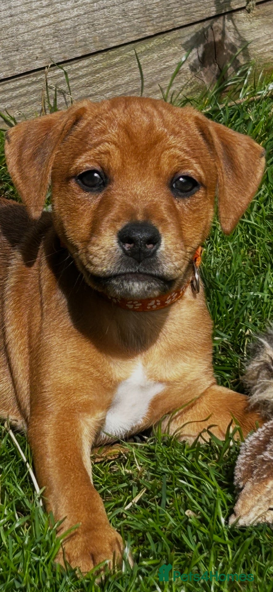 Mixed Breed dogs Patterdale x Plummer terrier - Advert 1