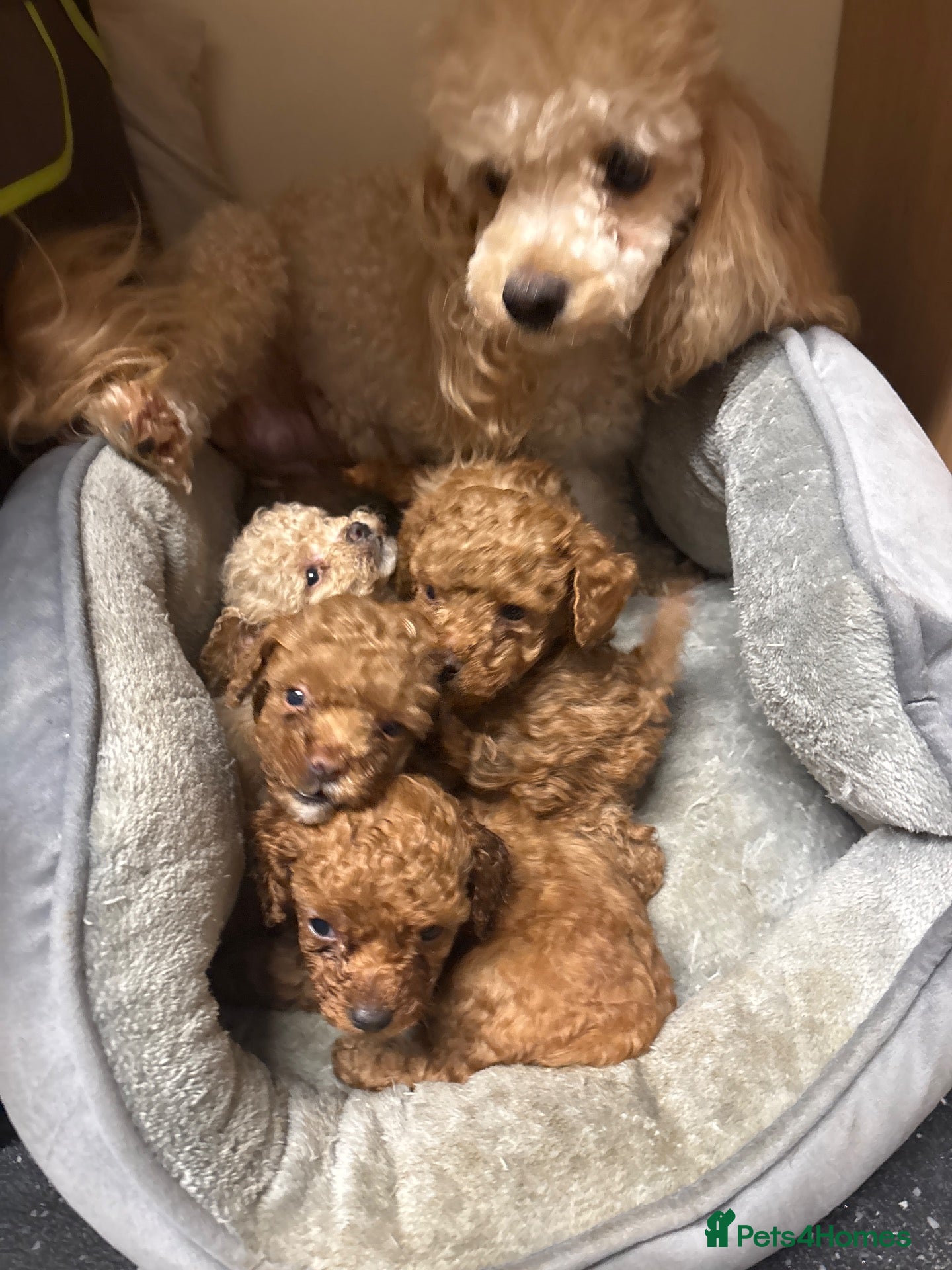 Maltipoo dogs stunning maltipoo puppies - Advert 9
