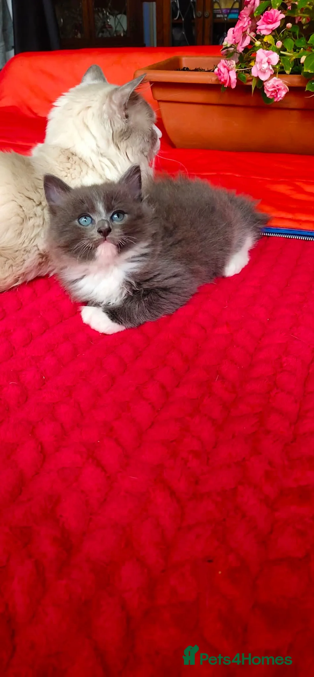 Ragdoll cats for sale: Kittens - Advert 2