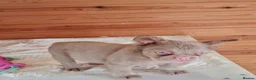 French Bulldog dogs for sale: Fluffy pink husky  **  in Stoke-on-Trent - Advert 6