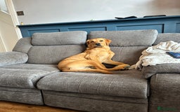 Labrador Retriever dogs for sale: Handsome Redfox Labrador - Image 5