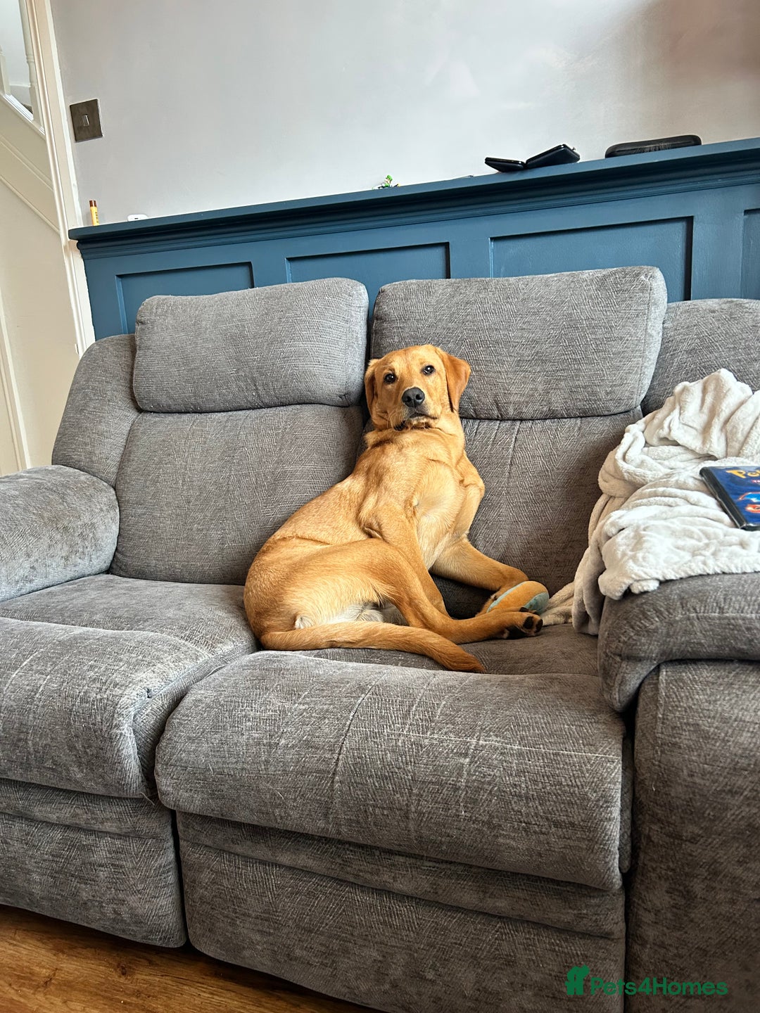 Labrador Retriever dogs for sale: Handsome Redfox Labrador - Image 5