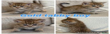 Gold tabby boy