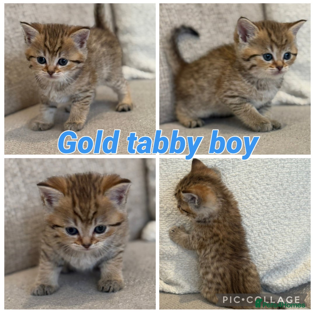 British Shorthair cats for sale: Silver and golden kittens - Advert 8