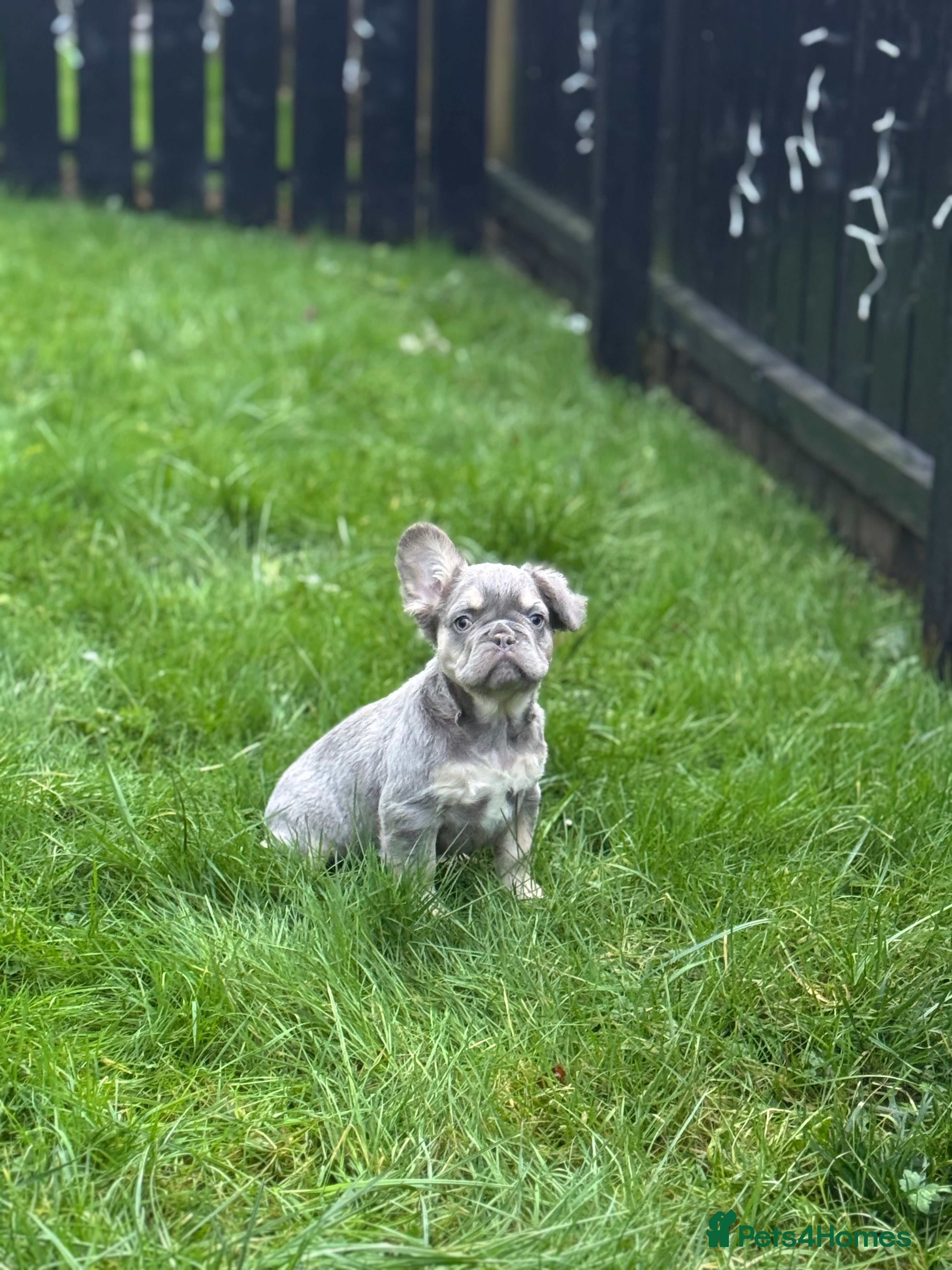 French Bulldog dogs French bulldog Pup  - Advert 4