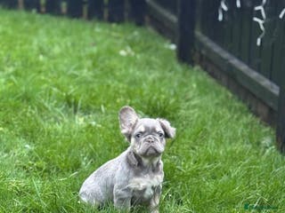 French Bulldog dogs French bulldog Pup - Advert 4