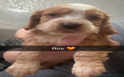 Cocker Spaniel dogs for sale: Beautiful cocker spaniel puppies  - Image 3