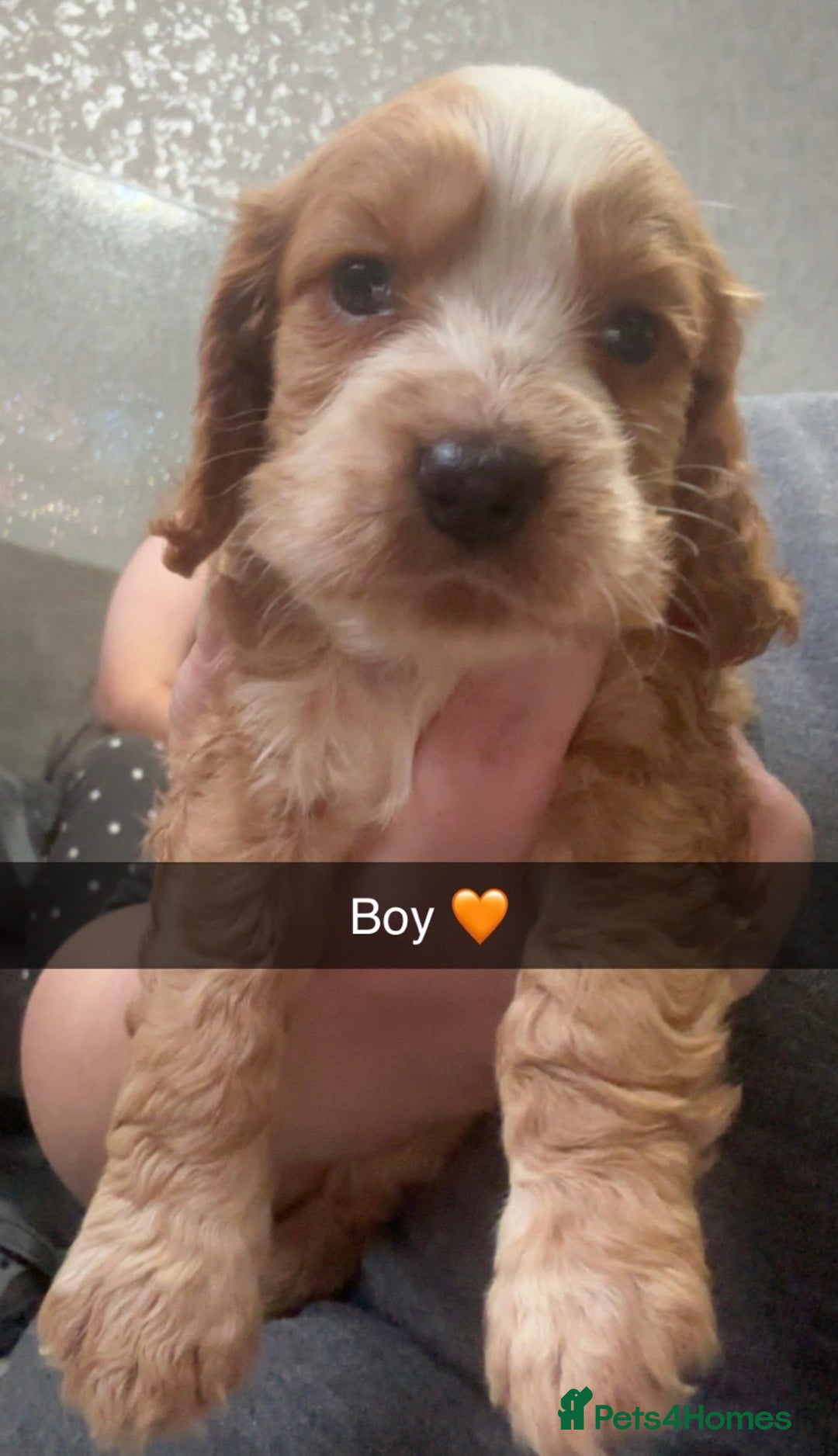 Cocker Spaniel dogs for sale: Beautiful cocker spaniel puppies  - Image 3