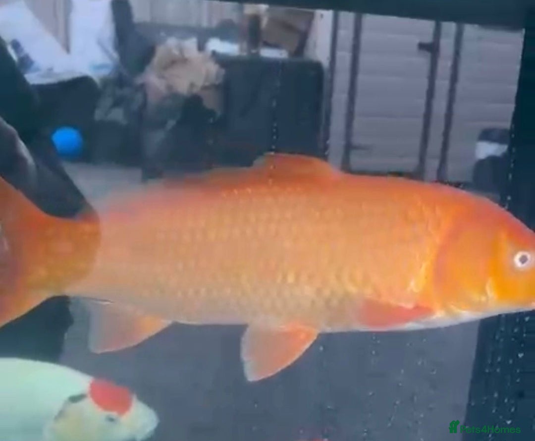 Koi Carp fish for sale: Benigoi Koi  - Advert 2