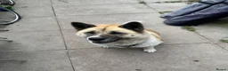 Akita dogs for sale: Female Akita  - Advert 6