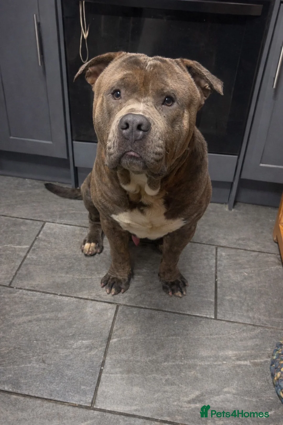 Mixed Breed dogs for sale: Bullmastiff x staffy - Advert 1
