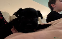 Miniature Schnauzer dogs for sale: Gorgeous KC Reg mini Schnauzers 1 black girl left  - Advert 22