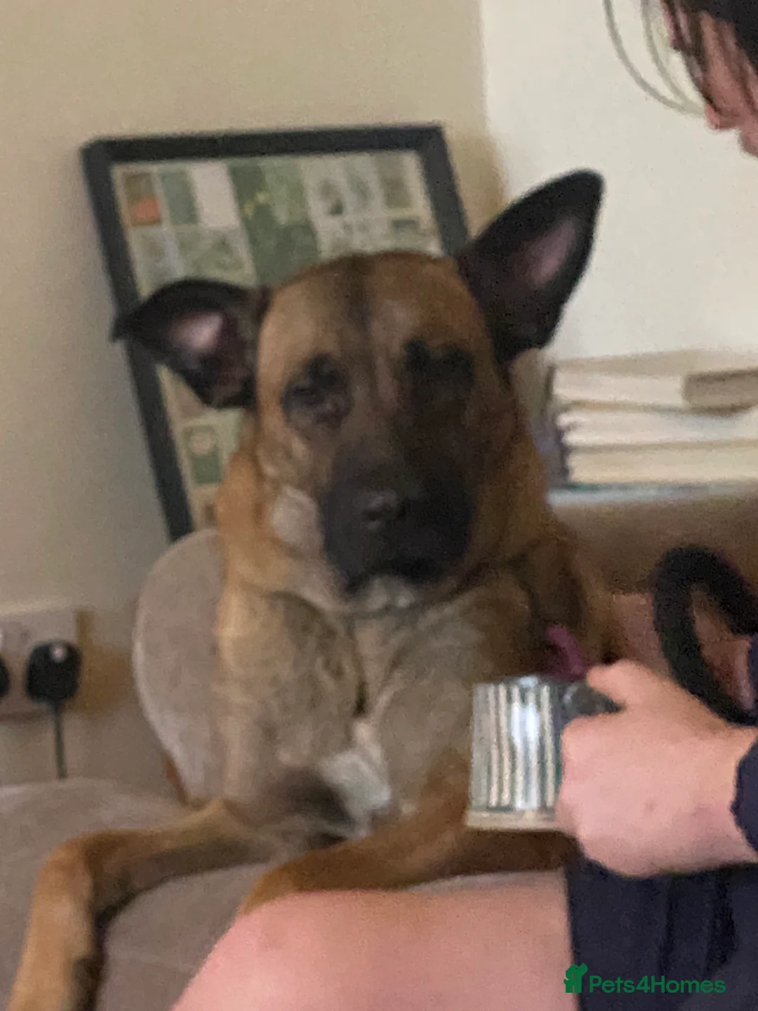 Belgian Shepherd Dog dogs for sale: Belgian Malinious (not shepherd) - Advert 2